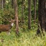 How to Protect Young Trees From Deer Rubbing