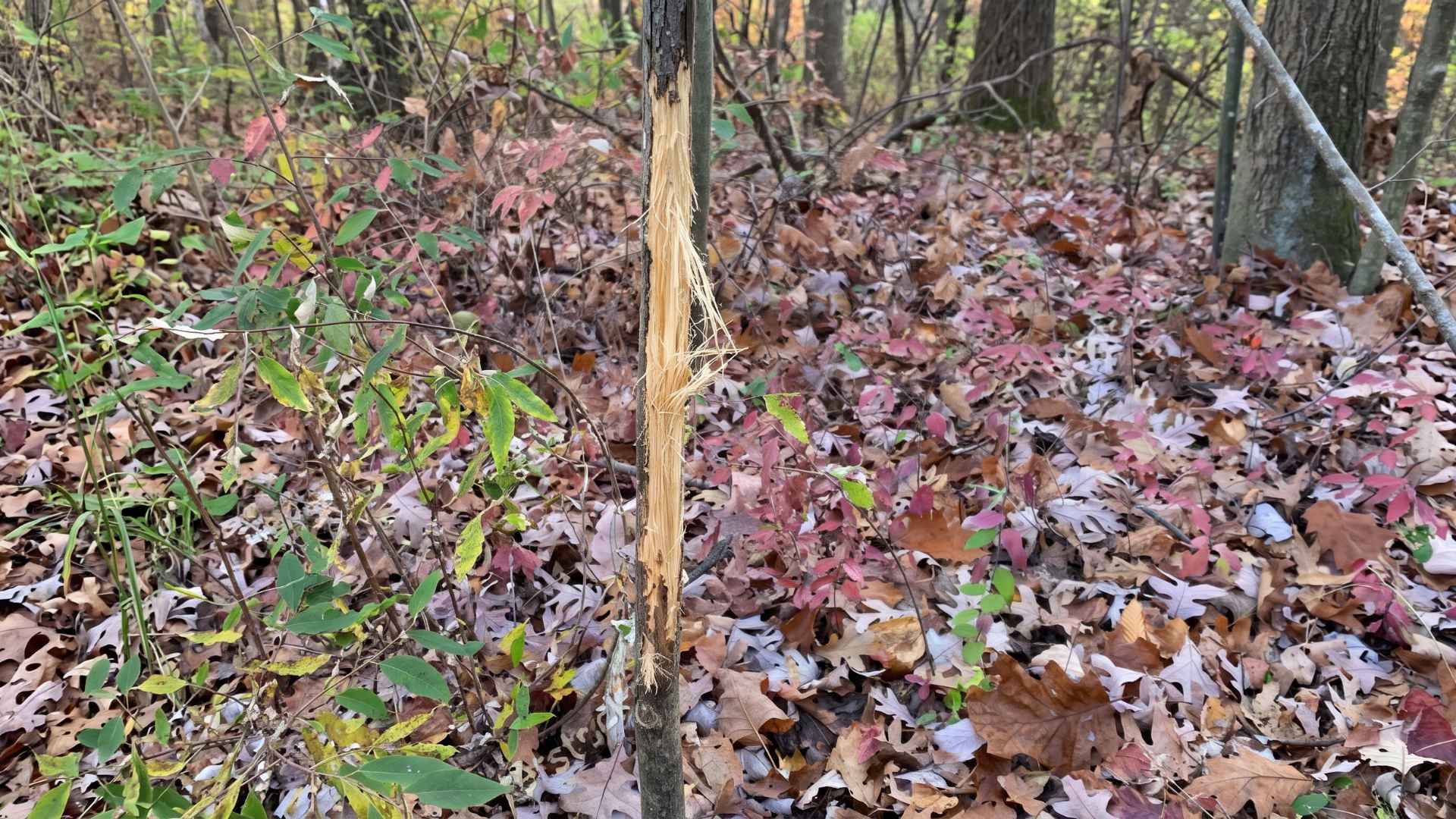 How to Protect Young Trees From Deer Rubbing - 4 Effective Ways 3 How to Recognize Deer Rubbing Damage on Young Trees