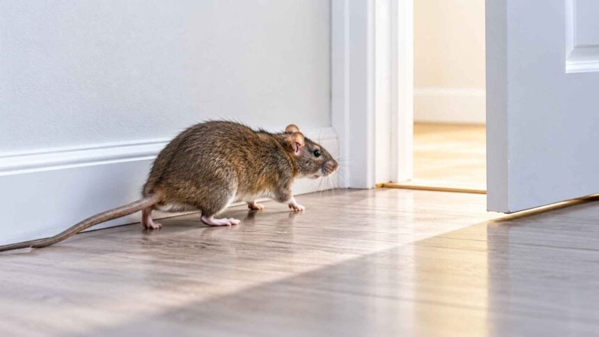 How to Scare Rats Away From Room