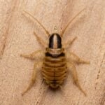 How to Tell a Cockroach Nymph From Other Small Insects