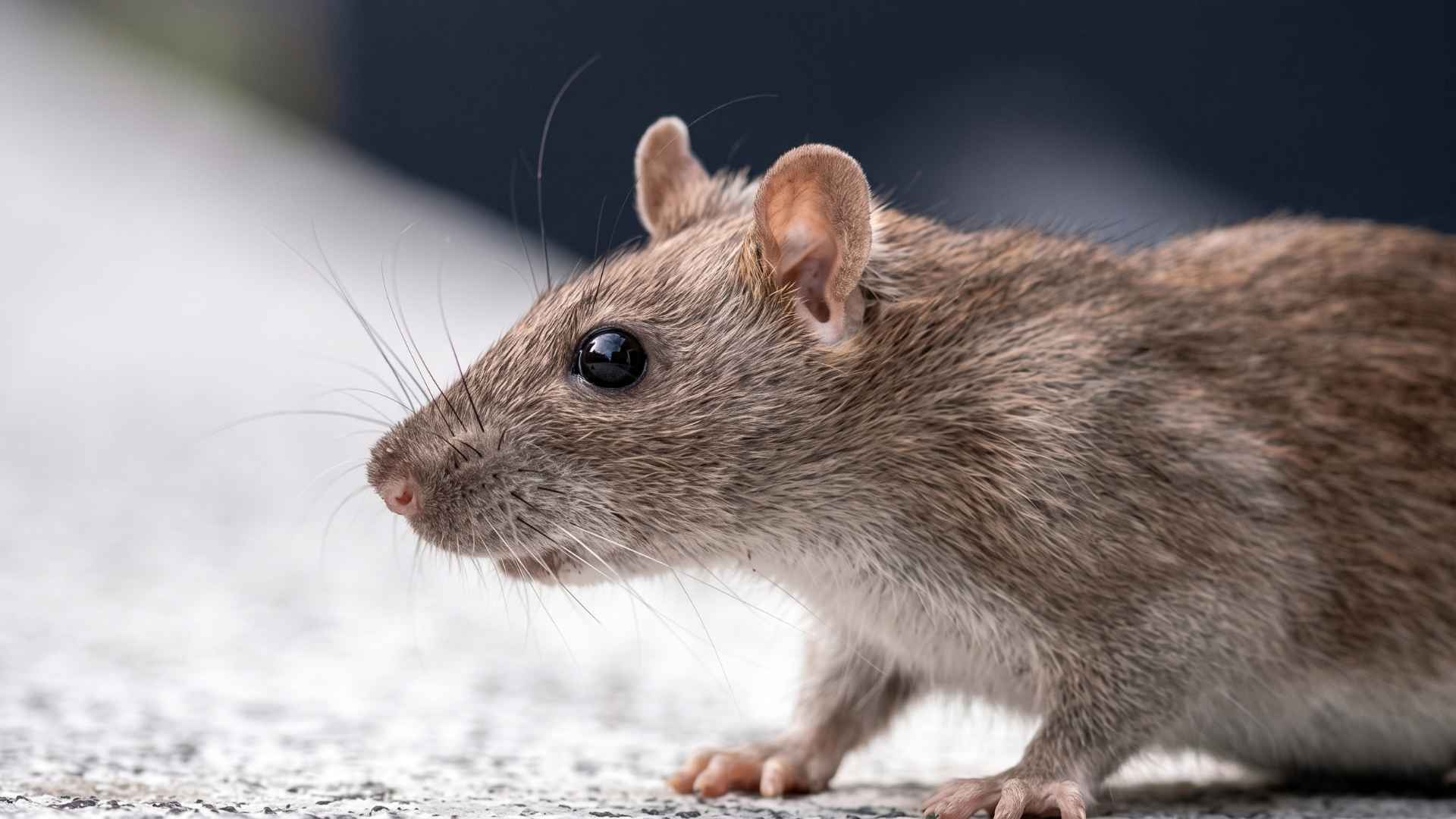Should You Leave the Lights On to Scare Rats Away?