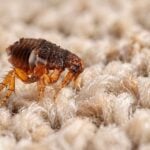 Signs of Flea Infestation in Carpets and Rugs