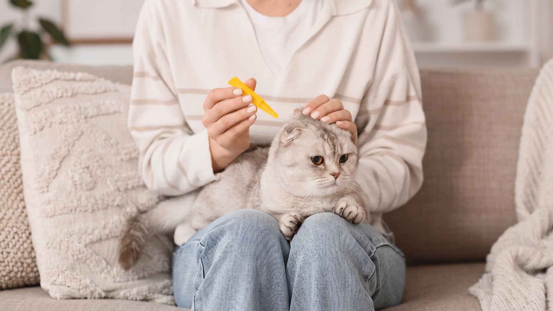 Signs of Flea Infestation in Carpets and Rugs 4 How to Get Rid of Fleas in Carpet