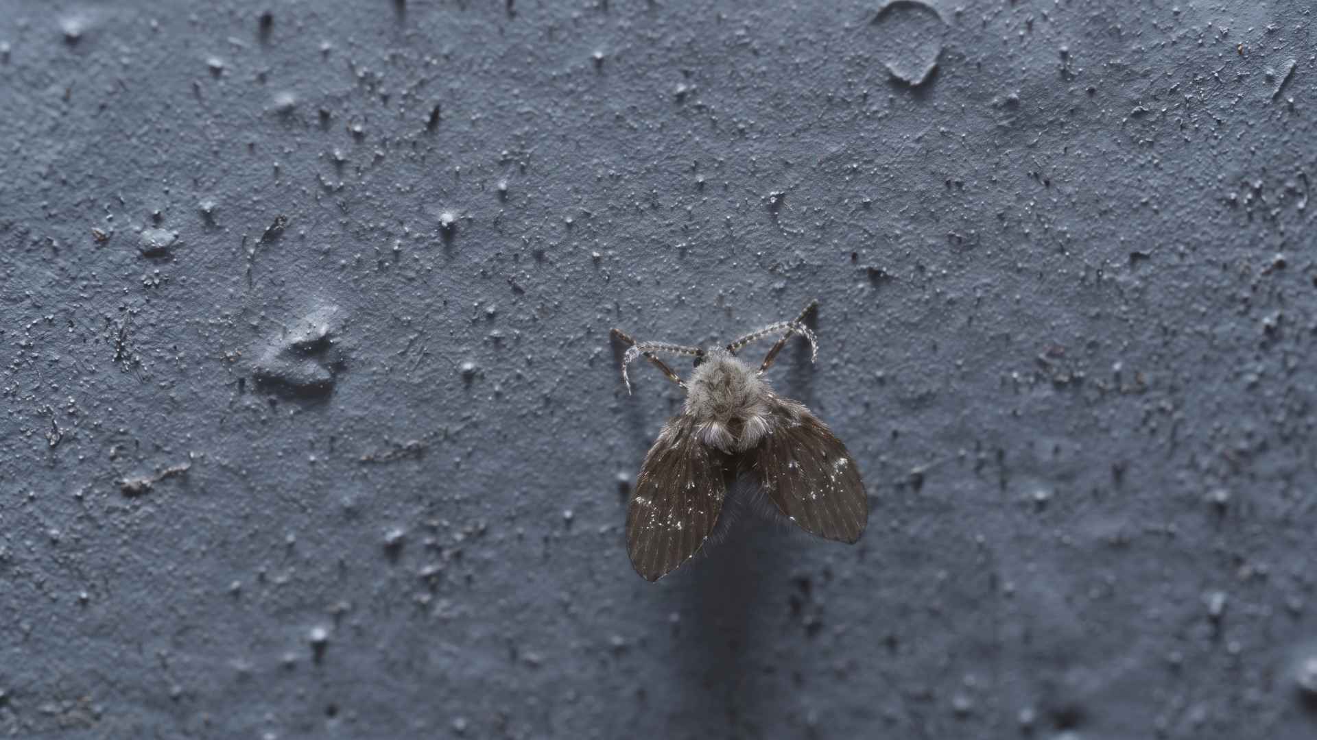 Fruit Flies vs Drain Flies vs Gnats - Key Differences & Control 3 What Are Drain Flies and How Do They Look?