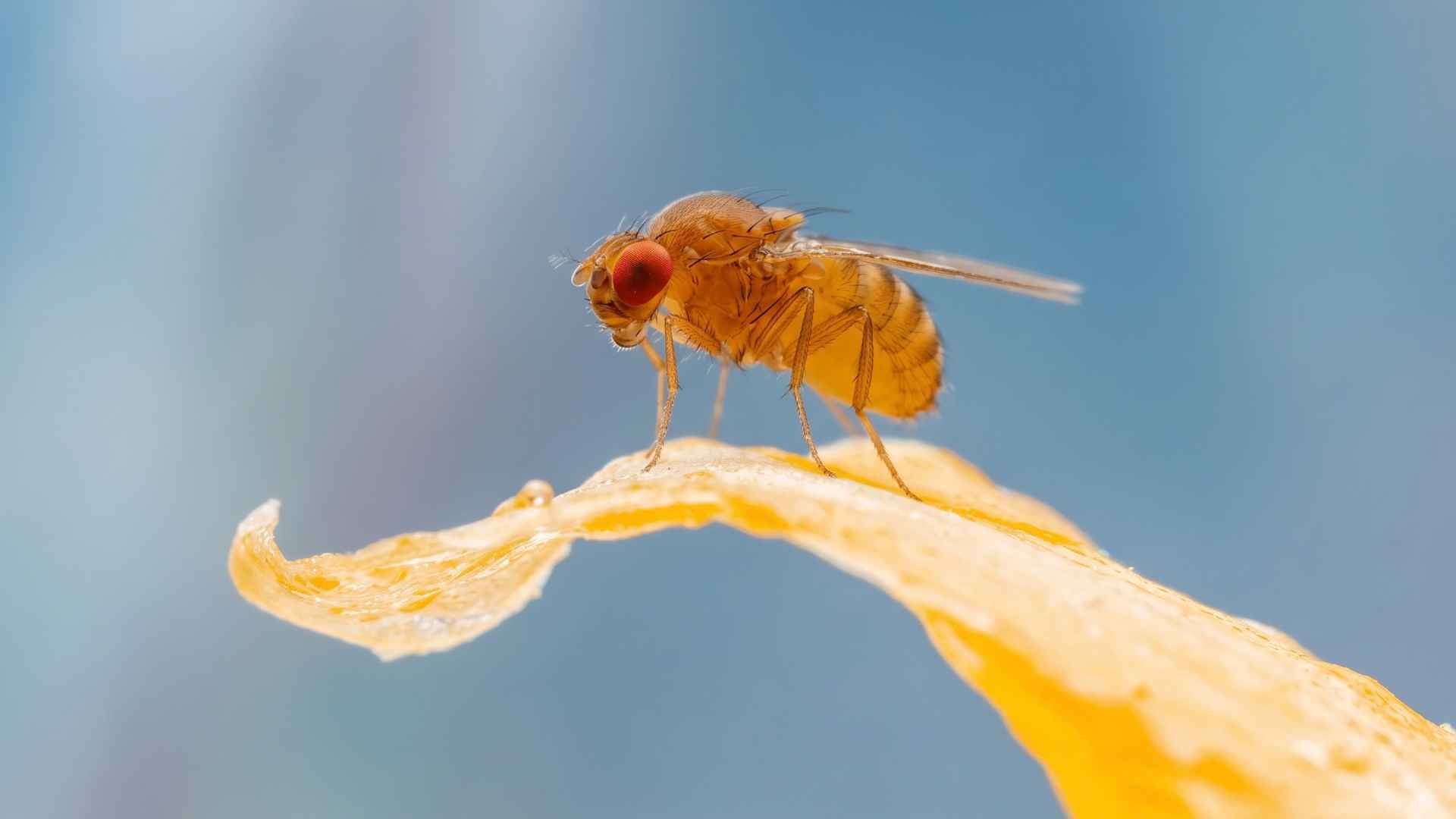 Fruit Flies vs Drain Flies vs Gnats - Key Differences & Control 2 What Are Fruit Flies and How Do They Look?