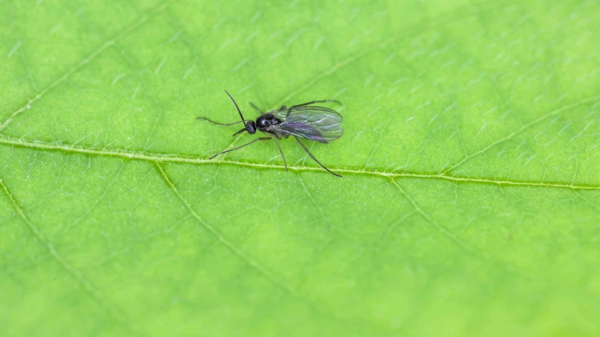 Fruit Flies vs Drain Flies vs Gnats - Key Differences & Control 4 What Are Gnats and How Do They Look?