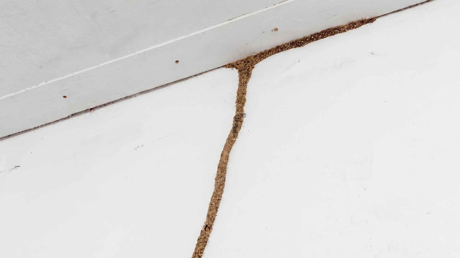 How To Remove Termite Mud Tubes 2 What Are Termite Mud Tubes?