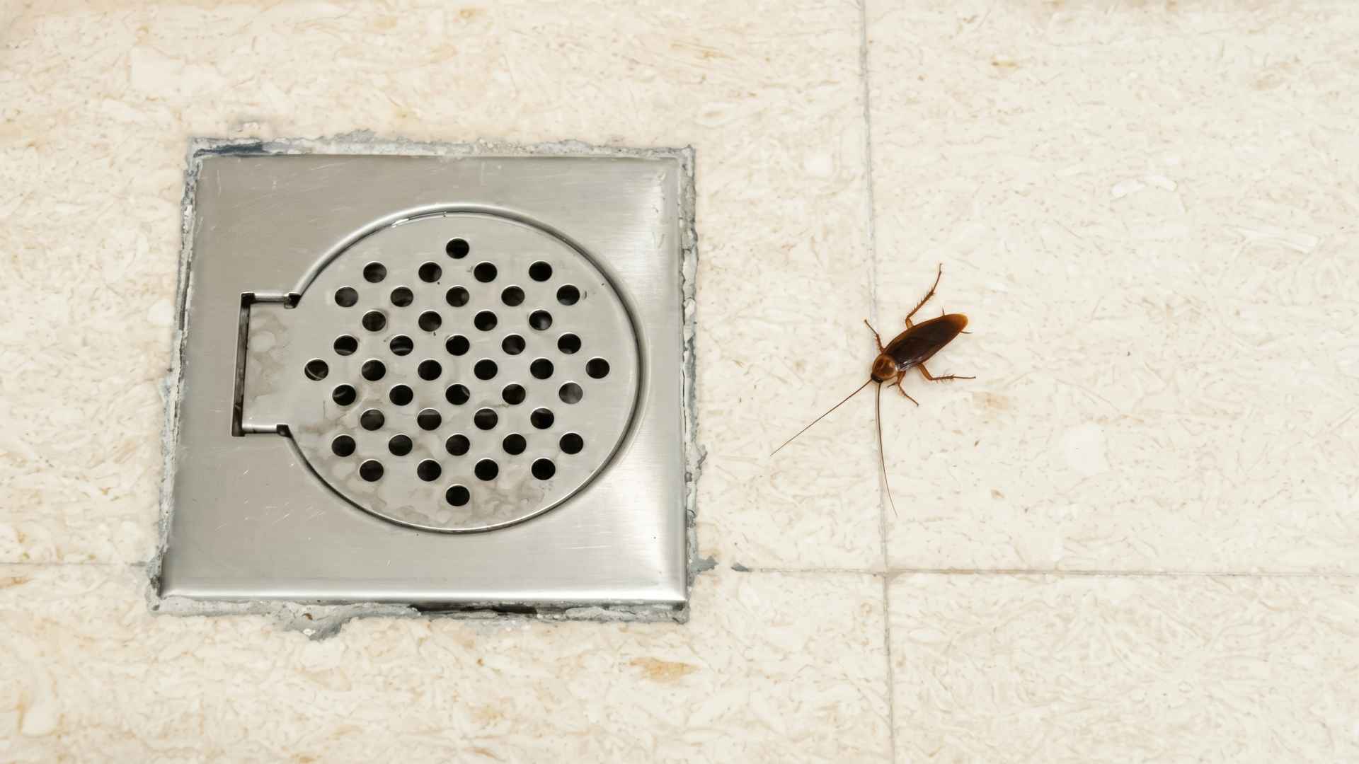 Can Cockroaches Come Up Through Shower Drain? 2 What Attracts Cockroaches to Your Bathroom
