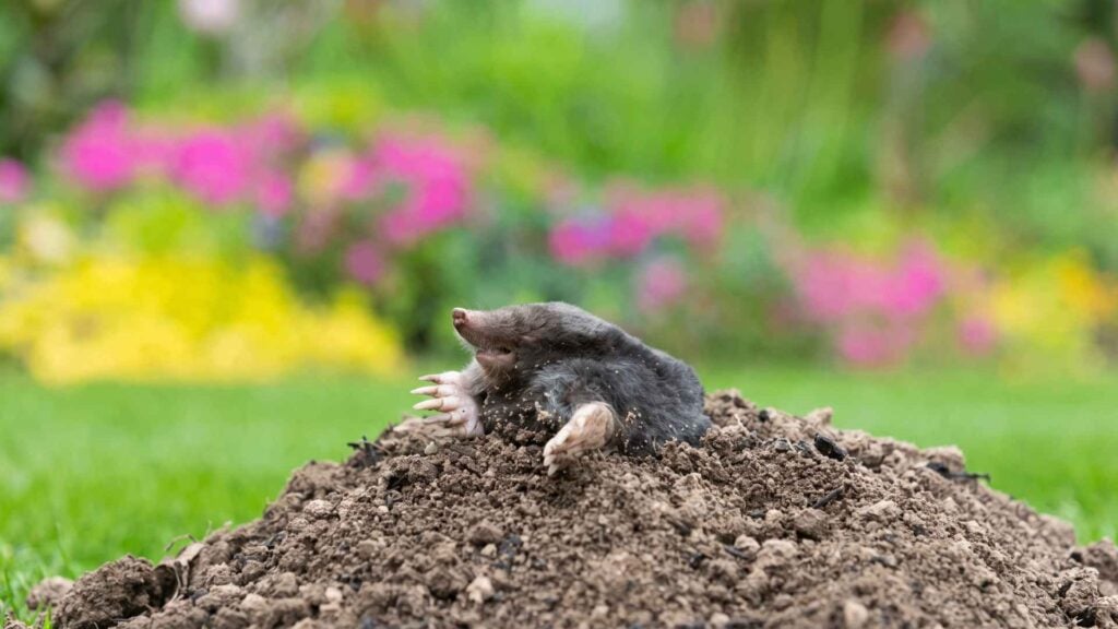 Why Do Moles Dig So Many Tunnels?
