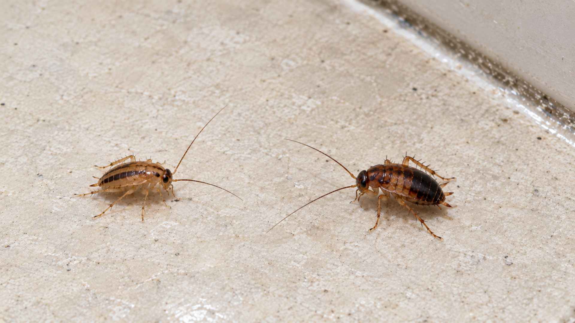 What Does a Cockroach Nymph Look Like In General?