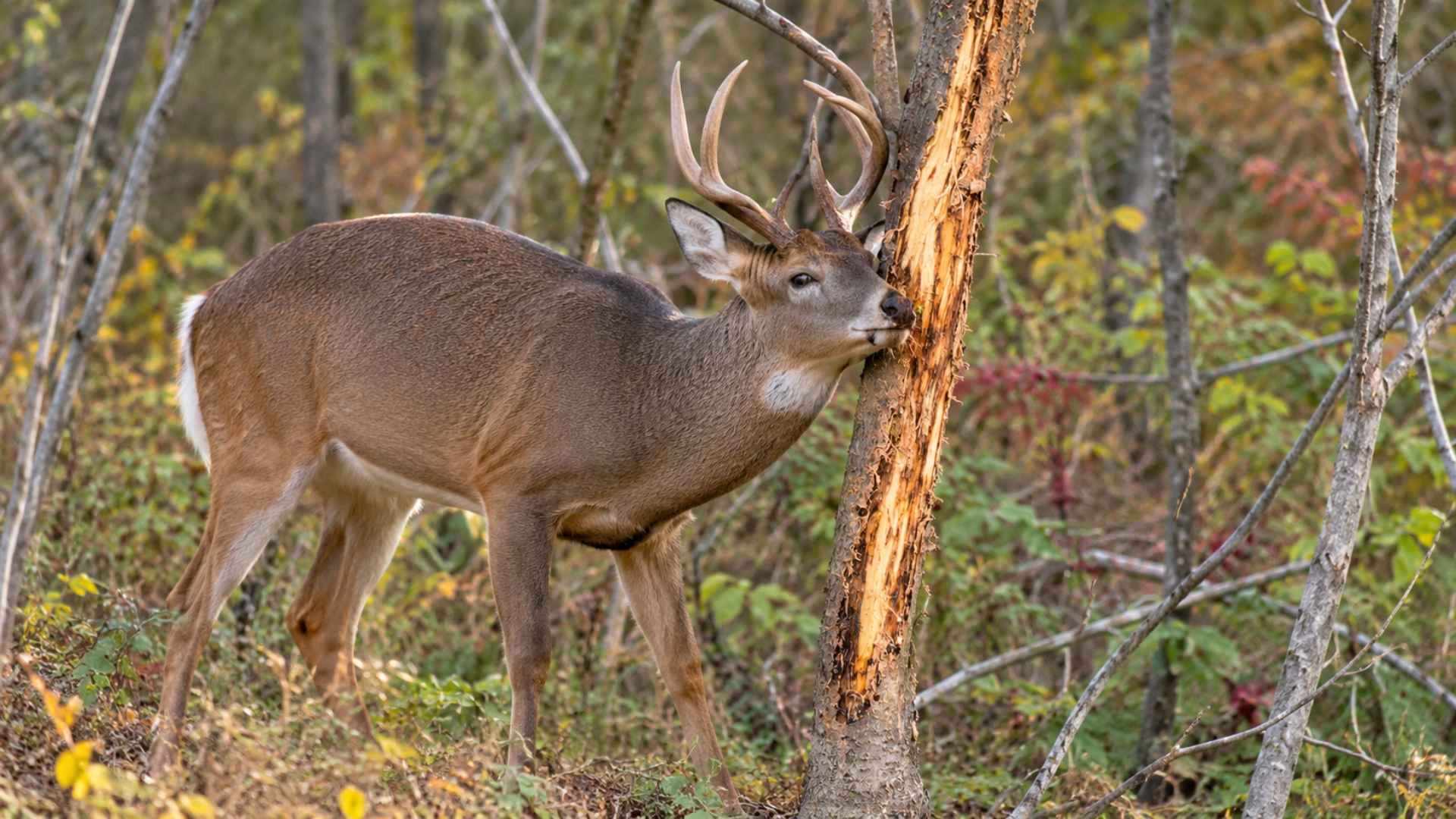 How to Protect Young Trees From Deer Rubbing - 4 Effective Ways 7 What to Do if Deer Have Already Damaged Your Tree