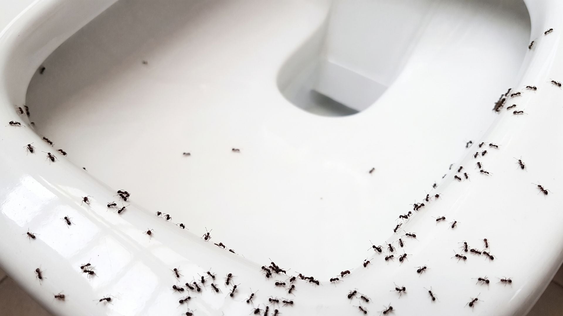 Why are Ants Worse after Heavy Rain? 2 Where You Could Spot Ants After Heavy Rain