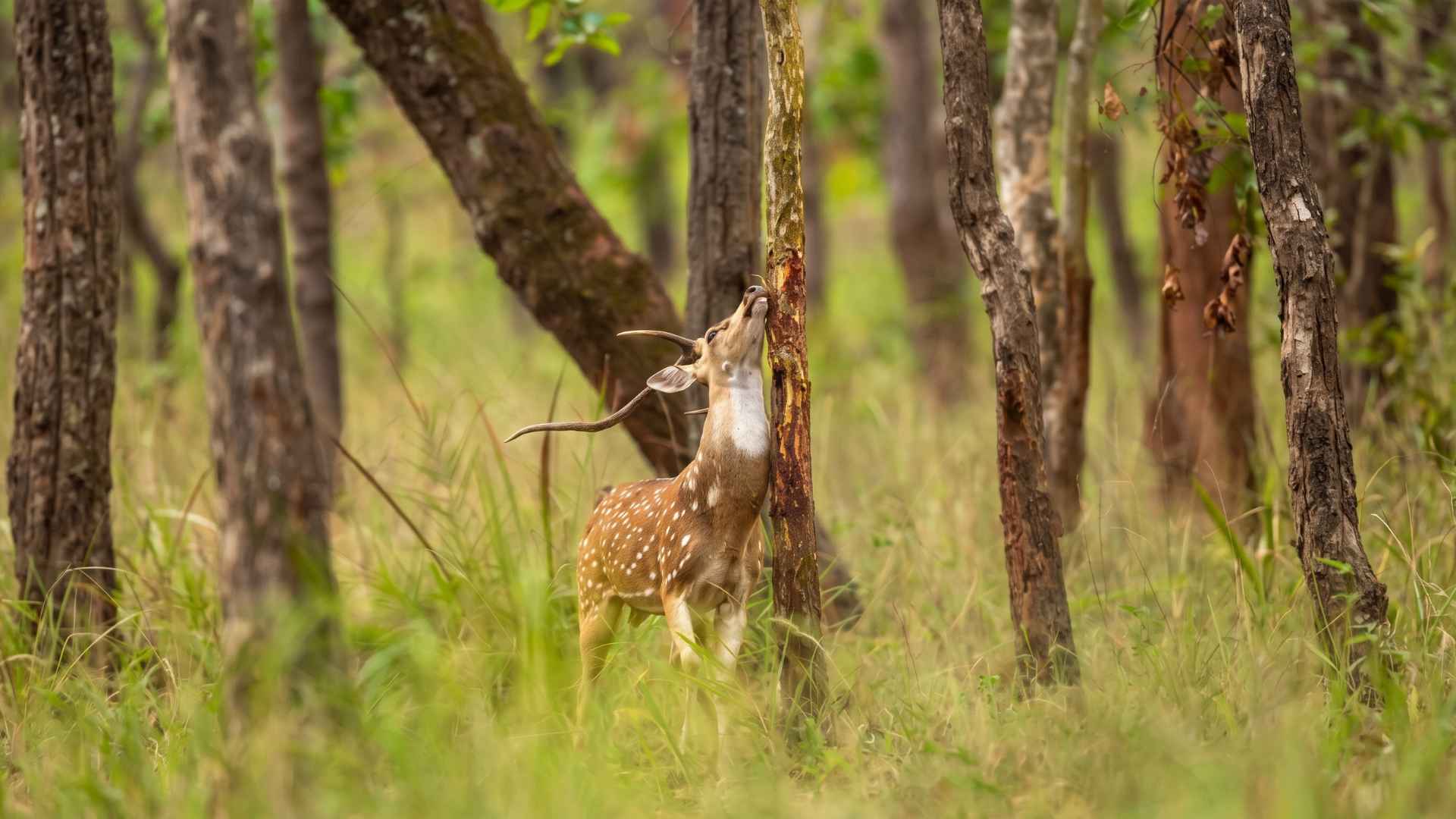 How to Protect Young Trees From Deer Rubbing - 4 Effective Ways 2 Why Do Deer Rub Their Antlers on Young Trees?