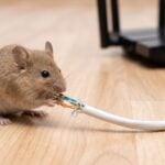 Why Do Mice Chew Wires and Cables?