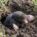 Why Do Moles Make Molehills