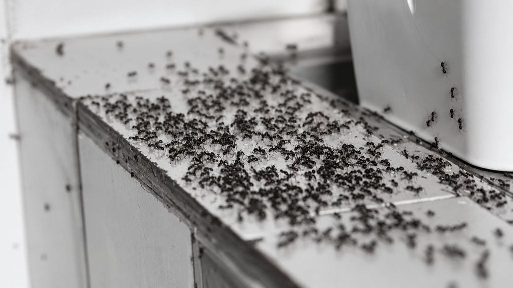 Why are Ants Worse after Heavy Rain? 6 Why You May See More Ants After Putting Out Bait