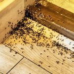 Why are Ants Worse after Heavy Rain?