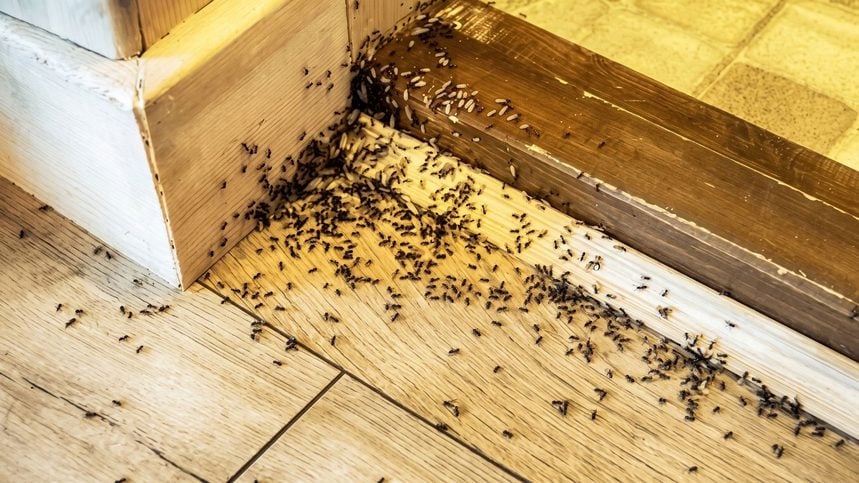 Why are Ants Worse after Heavy Rain?