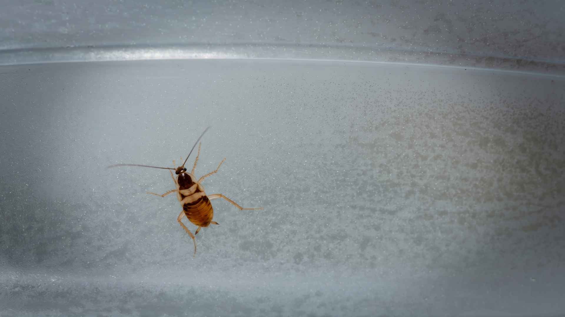 Brown Banded Cockroaches Nymph Appearance