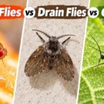 Fruit Flies vs Drain Flies vs Gnats