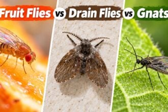 Fruit Flies vs Drain Flies vs Gnats